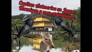 Capitan Antmerica en Jap&oacute;n, hormigas y mas animal&iacute;cos.
