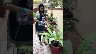 showering 💦the plants 🌿in our home garden part-17 #tamil #home #garden