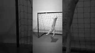 Cat shows amazing goalkeeper skills⚽🐱 #cats #soccer #catshorts #soccerclips