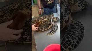 Animals in wild 🐢🇱🇰 #seaturtles #rescue #oceanlife #caring #turtle #fyp #Angel-77799