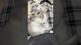 cuties😍#cats #cat #catlovers #shorts #short #shorts #shortsvideo #shortvideo #ytshort #ytviral #fyp