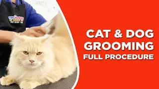 How to Cut Cat and Dog's Hair? BASIC GROOMING Tutorial