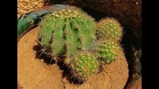 زراعة صبار عمة القاضى او القنفذ او echinopsis  فى المنزل او الحدائق