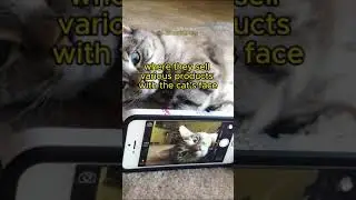 Nala was adopted from a refuge, now she is a millionaire.#MillionairePets