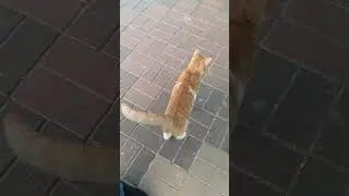 Ее хвостик здоровается... #youtube #короткометражки #удивительно #кошка