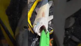 Keeper red swallowed the NLBN 🤙 #jyg #fishing #shimano #nlbn #kayakfishing