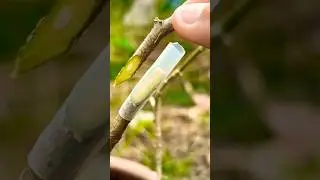 How to graft using plastic tubes, easy and fast. #grafting #satisfying #chagarden #garden