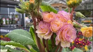 Примулы ГИГАНТЫ Что расцветёт из собранных семян Гибридных Примул? Primula Pretty Polly LONDON