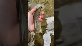 #browntrout #catchandrelease #euronymphing #flyfishing #trout #troutfishing #fishing #wildtrout