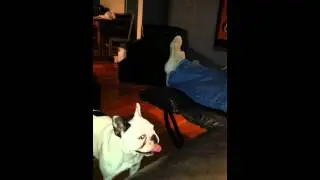 Shark attack