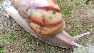 univelling the secret life of Snail Nature's Tiny Marvels