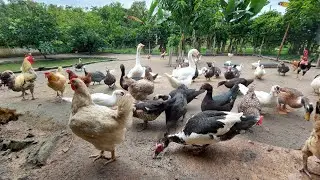 Nossas criações aqui na chácara galinhas, patos, marrecos e gansos