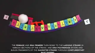 DNA Replication Stop Motion