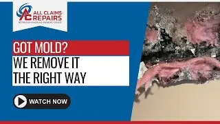 Mold in Your Home? Call the Experts Remove It | Mold Remediation by All Claims Repairs