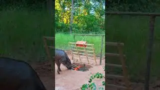 Amazing Quick Powerful Wild Pig Trap Make By Bamboo - Technique pig trap  #animaltrap #quail