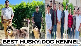 Best Husky Dog Kennel In Sangrur Punjab || **Discover Sangrur Punjab's TOP Husky Dog Kennel!**