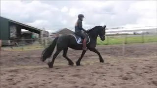 SOLD 7 years old studbook mare by Arjen 417 x Brandus 345 For sale