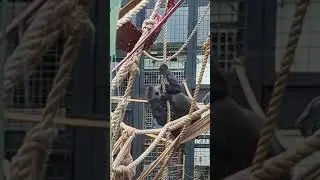 Gorilla #highlights #highlights@everyone (4)