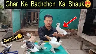 Mere Ghar Ke Kabutaron Ke Baccho Ka Shoq! 🤩🕊️