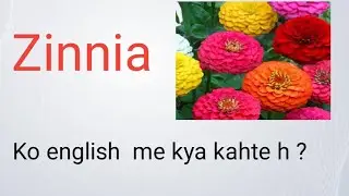 Phoolon Ke Nam English  me // Name Of flowers  // zinnia ke phool ko english  me kya kahte h
