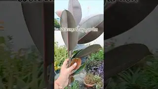 I Tried Every Rubber Plant Propagation Technique