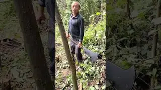 The process of cutting a young tree with a sharp knife