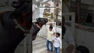 Kid controlling India&rsquo;s biggest champion - Baahubali Bull #trending #viral #ytshorts #amazinghyd