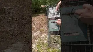 Epic squirrel launch 🚀 (Squirrel Release #25)
