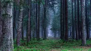 #002 - Abraham Hicks - Best Stick Analogy Video