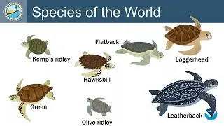 Protecting Endangered Nesting Sea Turtles