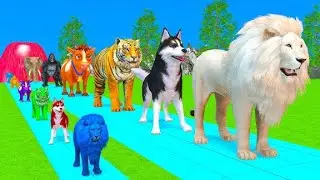 Animal Color Matching Game | Learn Colors with 3D Wild Animals | Zoonimate Kids TV