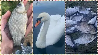 Ловля карася на фидер. Водоём Трофей с.Большой Дальник. Рыбалка в одесской области