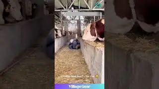 These Cows are Bullies and I'm Crying Laughing! 😂 That Second Flip was PERSONAL! #cow #funny