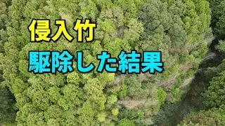 侵入してきたを竹を駆除枯らしてみた結果
