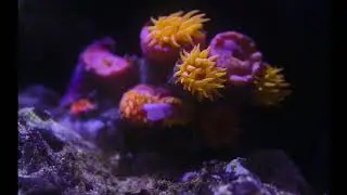 Tubastraea being fed flake food time-lapse