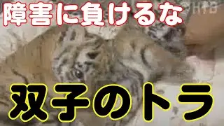 【HTBセレクションズ】国内初の人工保育　脚に障害のアムールトラ