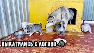 Колобки выбрались с логова 😱‼️ Новая порода ВОЛЭНД ✅ Вольфхунда Балто ущемляют в стаи Волков 🐺