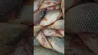 💥Bomb experiment with fish hunting🤯😱😳#shorts #ytshots #amazing #fishing #hunting #trending #viral