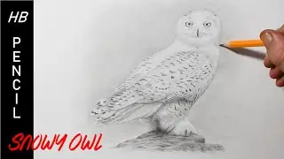 How to Draw a Snowy Owl | Pencil Drawing for Beginners