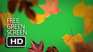 Free Green Screen - Autumn Leaves Falling Close up
