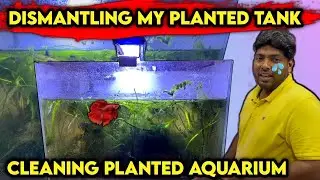 Dismantling Planted Aquarium | Cleaning Planted Tank for the first time | Planted Fish Tank Cleaning