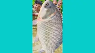Asian Country Fishing #shorts | Amazing Rural Fishing Video 🇮🇳 Best Asian Fishing Technique #shorts