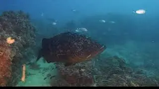 Isla de Tabarca  -   Merolandia