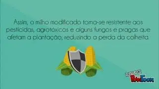 OGMs - O que s&atilde;o?