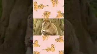 Ultimate Wild Animals Collection in 4K ULTRA HD