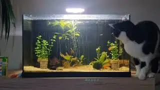 Cat Watching Aquarium in 4K &ndash; Relaxing Fish Tank & Socks the Cat 10 Minutes