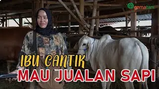 IBU CANTIK BANTU SUAMI JUALAN SAPI❗❗❗