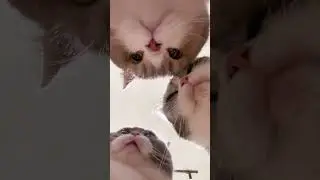😻 3 CATS STARING AT THE CAMERA CLOSE UP! ONLY THEIR FACES! �