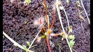 Drosera stenopetala