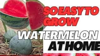 Watermelon is so Easy to Grow | My Front Door steps watermelon garden